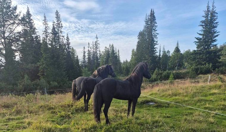 Tre av fire hester har forsvunnet: – Vi må være lynraske