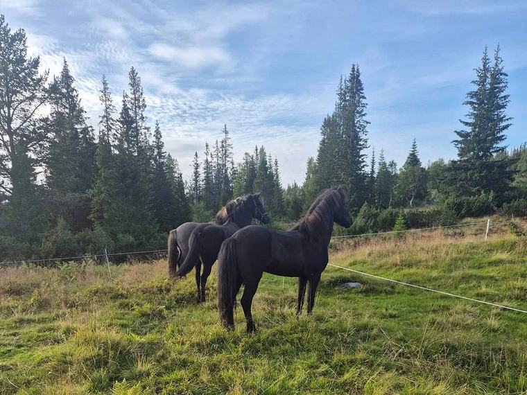 Tre av fire hester har forsvunnet: – Vi må være lynraske