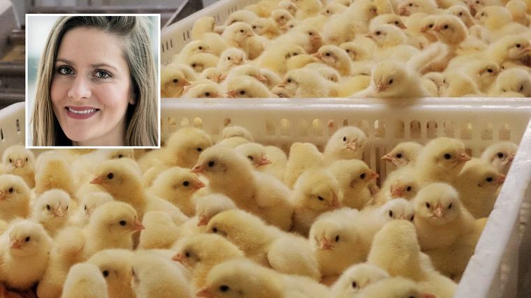 Artikkelen er for abonnentar Nortura hadde jærsk alternativ til spansk kylling fra smitteområde: –⁠ Ikke reelt